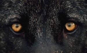 Animals with Amber Colored Eyes - Wolf Eyes