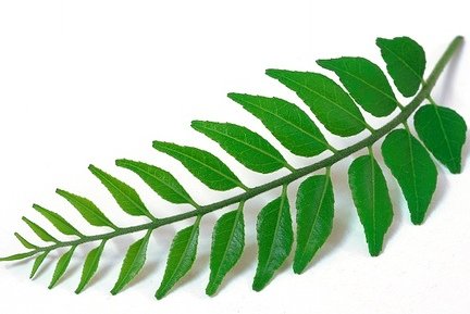 Curry leaves