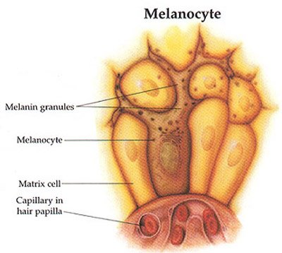 Melanocytes